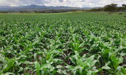 सुनसरीका किसानलाई मकै र गहुँ छर्न भ्याइनभ्याइ