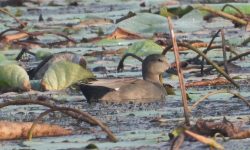 आगन्तुक चराको चिरबिरले मनमोहक घोडाघोडी