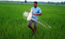 मलको अभाव हुँदा खेती गर्न समस्या