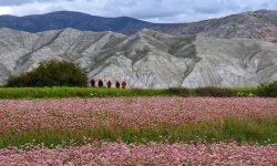 लोप हुँदै मिठेफापर, संरक्षणमा छैन कसैको चासो