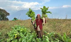 टोड्केमा मुला बिक्री हुन छाडेपछि लगाउनेको कमी
