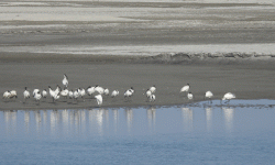 जलवायु परिवर्तन प्रभावको असर विदेशी पर्यटक चरामा