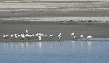 जलवायु परिवर्तन प्रभावको असर विदेशी पर्यटक चरामा