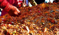 पशुपति क्षेत्रमा शतबीज छरियो