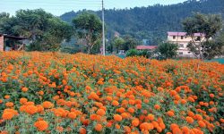 एउटै फार्मबाट दुई लाखको फूल बिक्री