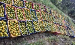 म्यागङमा सुन्तला टिप्न सुरु