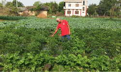 आम्दानीको स्रोत तरकारीखेती