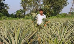 भुइँकटहर खेतीबाट वार्षिक १५ लाखसम्म आम्दानी गर्दै विष्ट