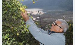 कागती खेतीबाट मनग्य आम्दानी गर्दै कृषक लामिछाने