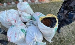 करीब सात लाख मूल्यको रुद्राक्षको दाना बरामद