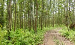 सङ्घीयतापछि सामुदायिक वन : बहुआयामिक उपयोग गर्नुपर्ने सुझाव