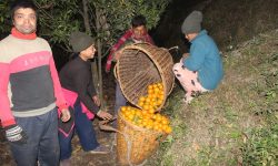 म्याग्दीमा सुन्तला बिक्री गर्न बजार खोज्नुपर्ने झन्झट हट्यो