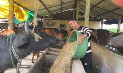 दूध बेचेरै मासिक एक लाख बढी आम्दानी