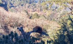 म्याग्दीको मुनामा सङ्कटापन्न वन्यजन्तु रेडपाण्डा भेटियो