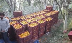 सुन्तला किन्न व्यापारी बगैँचामा, किसान भन्छन्- ‘बजार नपाउला भन्ने छैन चिन्ता छैन’