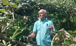 किसानलाई किबीभन्दा अलैँचीबाट अधिक फाइदा