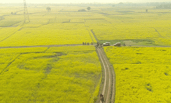 सिँचाइ पुगेपछि भेँडाबारीको गौचरनमा तोरीखेती