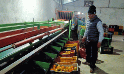 छपन्न लाखको मेसिनबाट स्याङ्जामा सुन्तला ग्रेडिङ