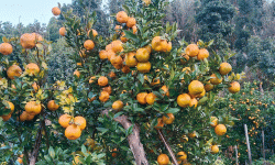 रामेछापको सुन्तलाले बजार पाएन