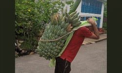 केराखेतीबाट वार्षिक एक करोड ५० लाख आम्दानी