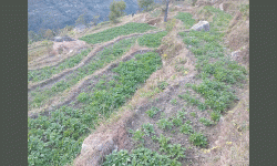 म्याग्दीमा आलु प्रवर्द्धन कार्यक्रम : आठ सय रोपनीमा खेती विस्तार