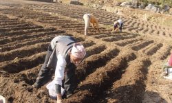 पानीले बेर्ना कुहिएपछि डुडुवामा दोस्रो पटक आलु रोपियो