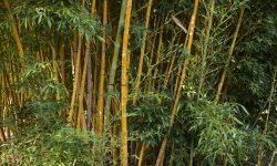 चुरेमा बाँस रोप्न दातृ निकाय खोज्दै सरकार