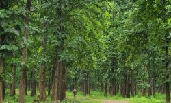 सामुदायिक वनको आम्दानी सामाजिक काममा