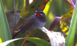 दुर्लभ कृष्णवक्ष रातोकण्ठ चरा कञ्चनपुरमा पहिलोपटक देखियो