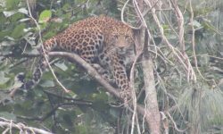 तनहुँको आँबुखैरेनीमा चितुवाको त्रास