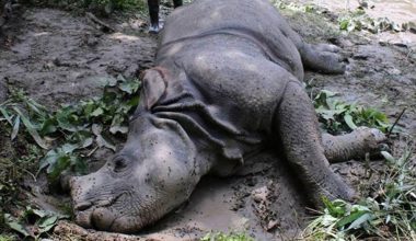 साउनयता चार गैँडा मरे