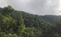 फूलचोकी जंगलमा हराएका १३ वायुवती भेटिए