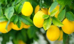 धान खेत मासेर कागतीखेतीमा रमाउँदै किसान