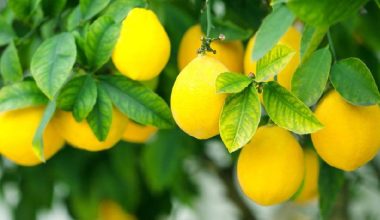 धान खेत मासेर कागतीखेतीमा रमाउँदै किसान