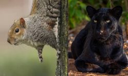 रारामा देखिए कालो चितुवा र लोखर्के