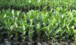 फुकोट कर्णालीले बोटबिरुवाको मुआब्जा वितरण गर्दै