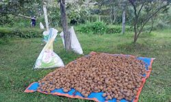 जग्गाको सदुपयोग गर्ने प्रमुख माध्यम किबीखेती, बागलुङको किबी बुटबलमा खपत