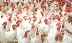 पोल्ट्रीजन्य उत्पादन घट्यो, किसान मर्कामा