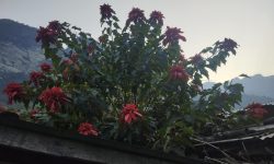 लोप हुँदै लालुपाते