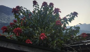 लोप हुँदै लालुपाते