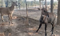 उदयपुरमा वन्यजन्तुको उद्धार, उपचार तथा पुनःस्थापना केन्द्र स्थापना