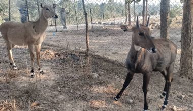 उदयपुरमा वन्यजन्तुको उद्धार, उपचार तथा पुनःस्थापना केन्द्र स्थापना