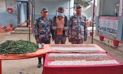 लागूऔषधसहित वीरगञ्जमा एक जना पक्राउ