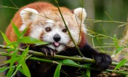 रेडपाण्डा संरक्षण अभियानमा जुटे जुम्लाका स्थानीय