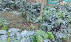 लेटाङमा व्यावसायिक कफीखेती, एकै वडाका १२० परिवार खेतीमा तल्लीन