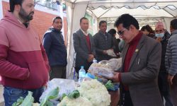 विषादीरहित सात किलो काउली उत्पादन