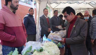 विषादीरहित सात किलो काउली उत्पादन