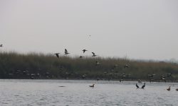 पूर्वीचितवनका सिमसारमा ५५ प्रजातिका चरा भेटिए