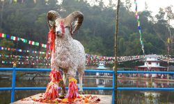 भेडाको प्रतिमा