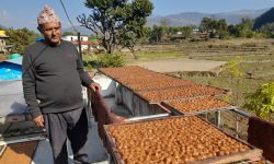 सत्तरी लाखको लप्सीका परिकार कारोबार गर्ने लक्ष्य